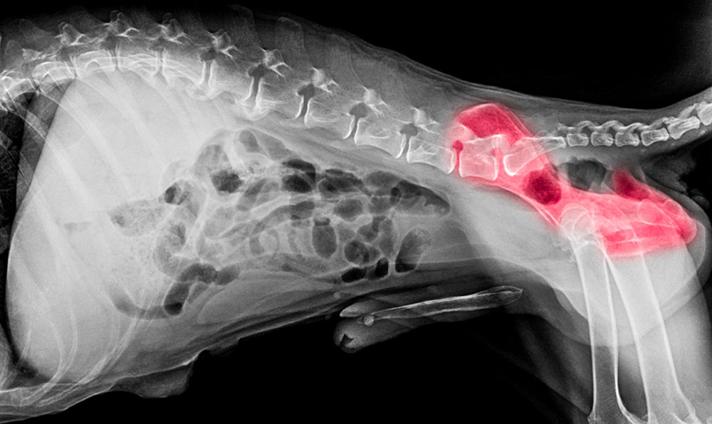 dog_x-ray