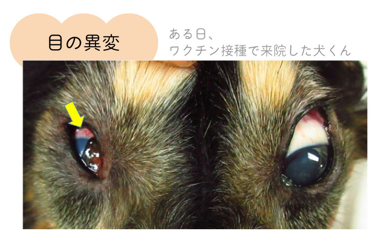 dog'seye