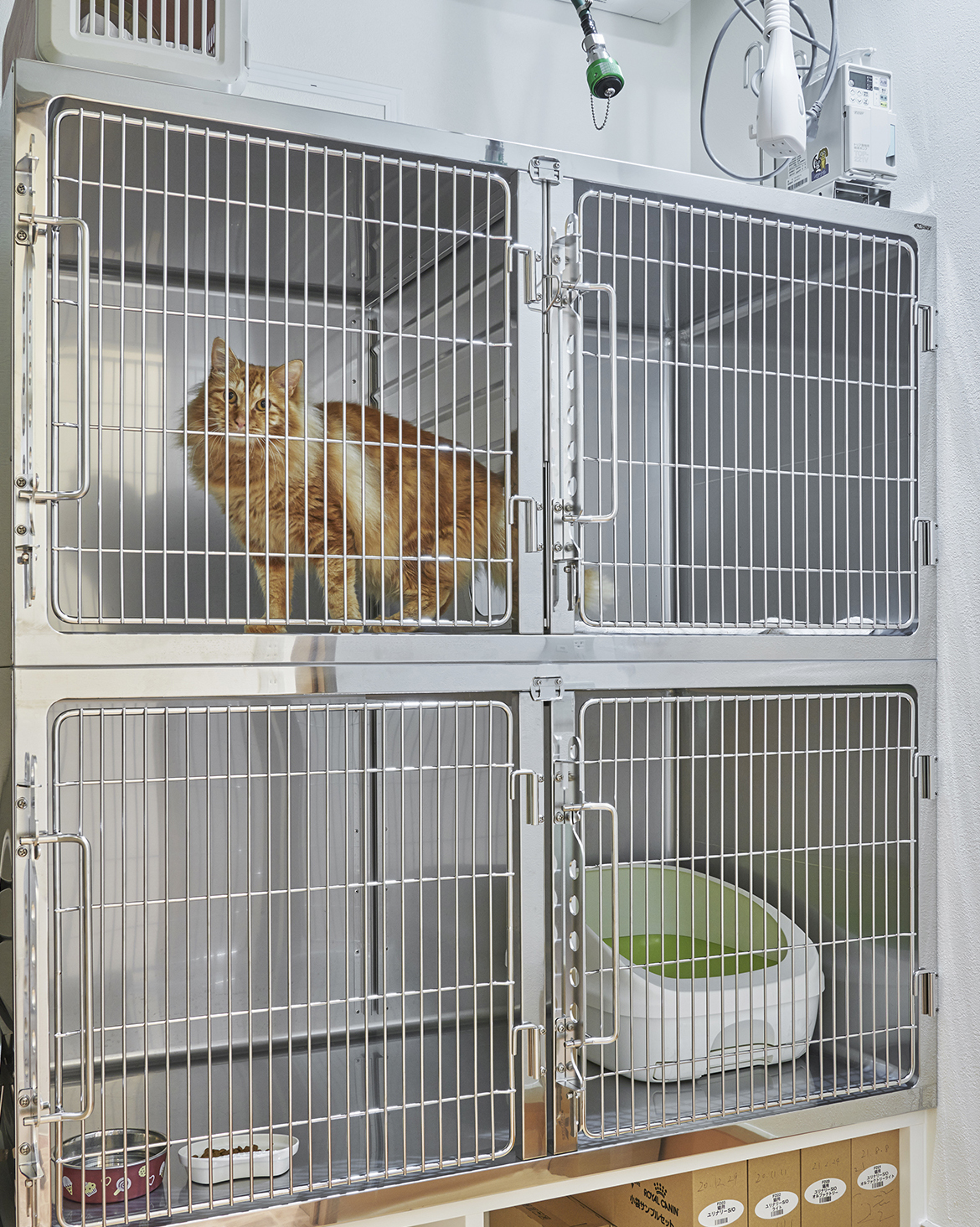 cat_hospitalization-room