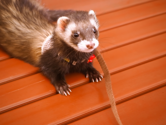 ferret_img