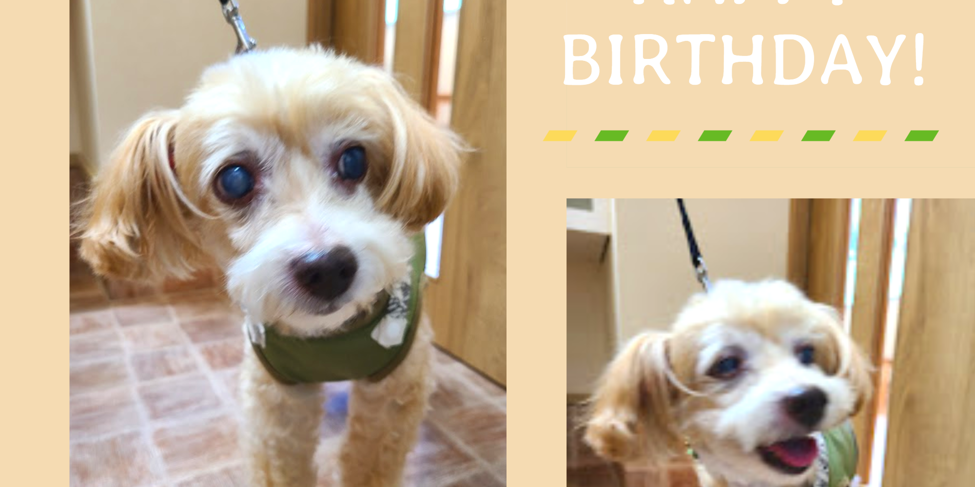 Simple Rectangle Collage Blank